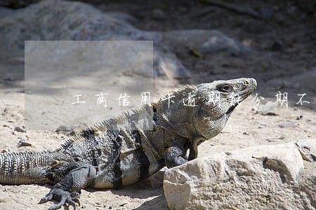 工商信用卡逾期能分期不 工商信用卡逾期能分期不
