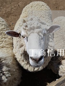 工商信用卡逾期解冻技巧 工商信用卡逾期解冻技巧