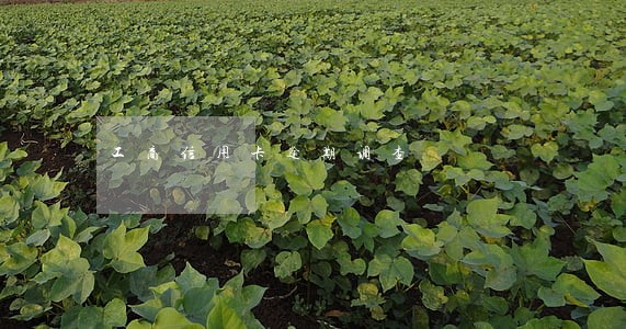 工商信用卡逾期调查