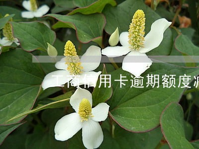 工商信用卡逾期额度减半 工商信用卡逾期额度减半