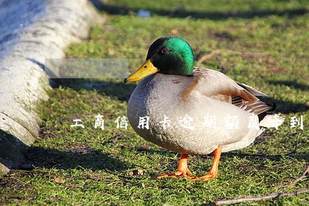 工商信用卡逾期额度降到1元 工商信用卡逾期额度降到1元