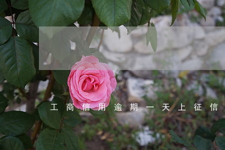 工商信用逾期一天上征信吗 工商信用逾期一天上征信吗