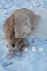 工商公务卡逾期3个月 工商公务卡逾期3个月