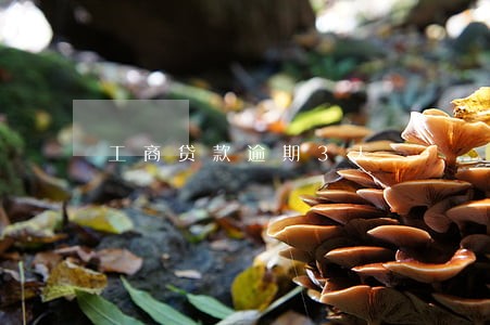 工商贷款逾期3天 工商贷款逾期3天