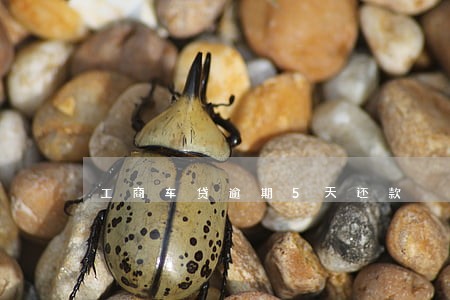 工商车贷逾期5天还款 工商车贷逾期5天还款
