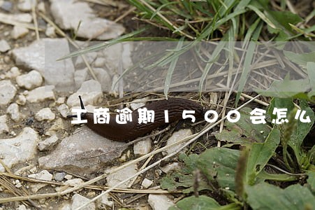 工商逾期1500会怎么样