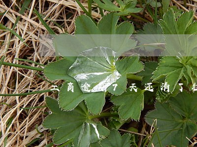 工商逾期7天还清了征信 工商逾期7天还清了征信