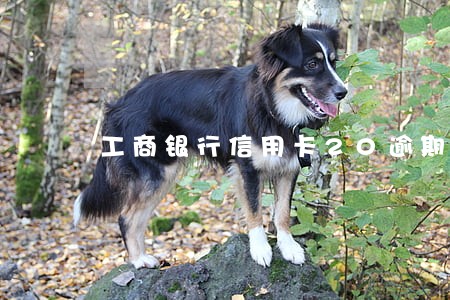 工商银行信用卡20逾期 工商银行信用卡20逾期