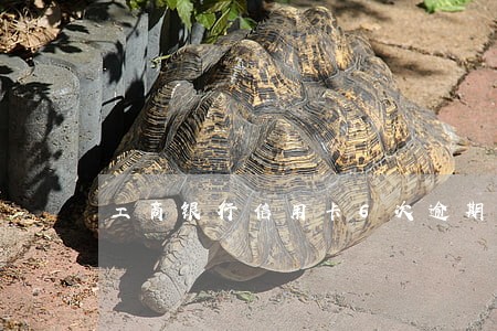 工商银行信用卡6次逾期冻结解冻 工商银行信用卡6次逾期冻结解冻