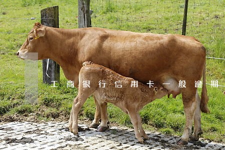 工商银行信用卡一般逾期多少天