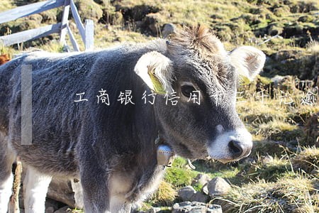 工商银行信用卡三千元逾期一年 工商银行信用卡三千元逾期一年