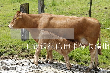 工商银行信用卡停卡逾期两年 工商银行信用卡停卡逾期两年