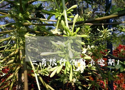 工商银行信用卡逾期11个月 工商银行信用卡逾期11个月