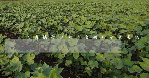 工商银行信用卡逾期4个月还款 工商银行信用卡逾期4个月还款