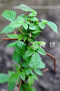 工商银行信用卡逾期5天还款 工商银行信用卡逾期5天还款