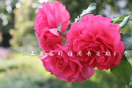 工商银行信用卡逾期6个月还清 工商银行信用卡逾期6个月还清