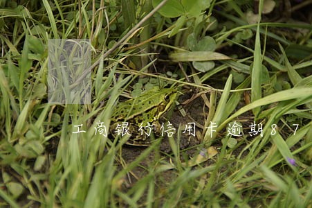 工商银行信用卡逾期87 工商银行信用卡逾期87