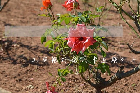 工商银行信用卡逾期9个月了 工商银行信用卡逾期9个月了