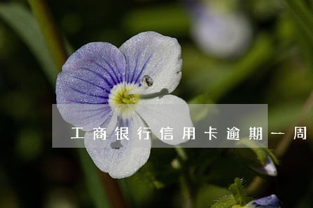 工商银行信用卡逾期一周 工商银行信用卡逾期一周