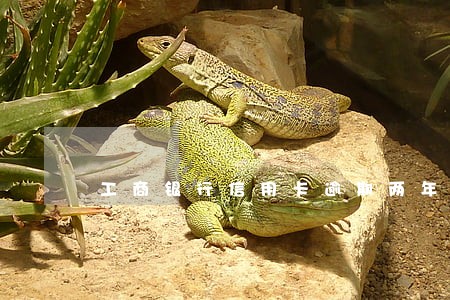 工商银行信用卡逾期两年利息 工商银行信用卡逾期两年利息