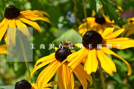 工商银行信用卡逾期了一天怎么办