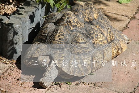 工商银行信用卡逾期以后还款吗 工商银行信用卡逾期以后还款吗