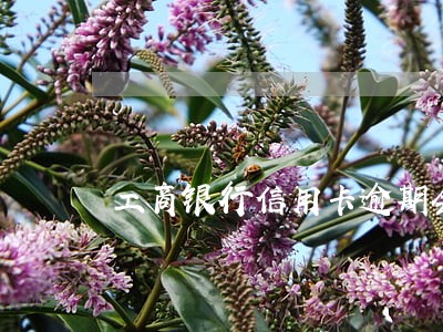 工商银行信用卡逾期会通知 工商银行信用卡逾期会通知