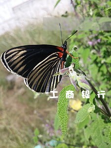 工商银行信用卡逾期六天 工商银行信用卡逾期六天