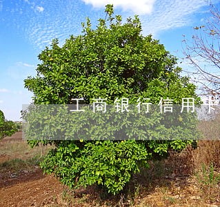 工商银行信用卡逾期只剩几元钱 工商银行信用卡逾期只剩几元钱