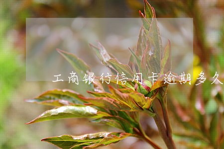 工商银行信用卡逾期多久会消失