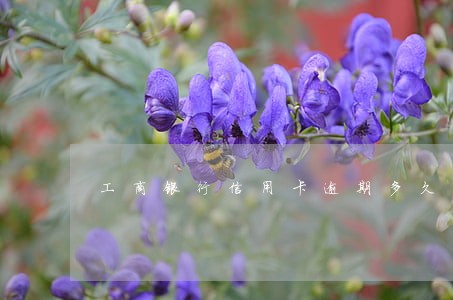 工商银行信用卡逾期多久有污点