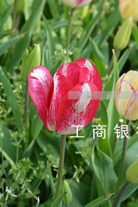 工商银行信用卡逾期客服电话多少 工商银行信用卡逾期客服电话多少