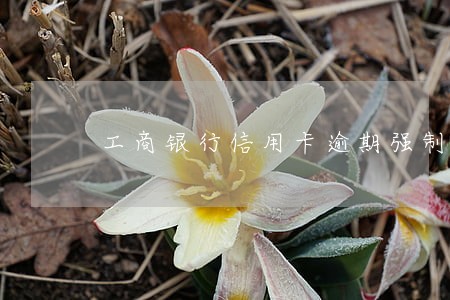工商银行信用卡逾期强制扣款 工商银行信用卡逾期强制扣款