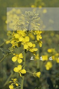 工商银行信用卡逾期提示吗 工商银行信用卡逾期提示吗