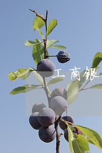 工商银行信用卡逾期未还再寄现金 工商银行信用卡逾期未还再寄现金