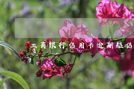 工商银行信用卡逾期短信格式 工商银行信用卡逾期短信格式