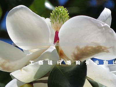 工商银行信用卡逾期计息算法