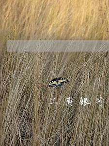 工商银行信用卡逾期费减免