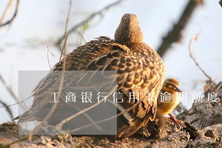 工商银行信用卡逾期额度归零 工商银行信用卡逾期额度归零