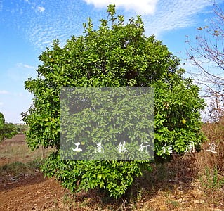 工商银行信用逾期四个月未还 工商银行信用逾期四个月未还