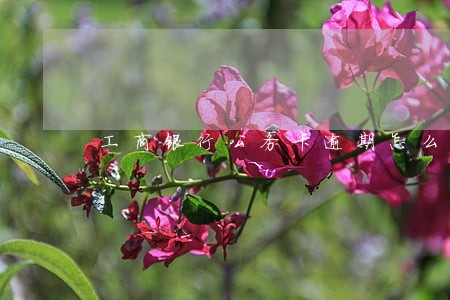 工商银行公务卡逾期怎么还款 工商银行公务卡逾期怎么还款