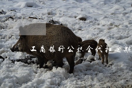 工商银行公积金代扣逾期一天 工商银行公积金代扣逾期一天
