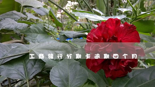 工商银行分期卡逾期四个月 工商银行分期卡逾期四个月