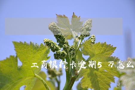 工商银行卡逾期5万怎么办 工商银行卡逾期5万怎么办