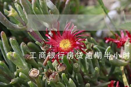 工商银行房贷逾期半小时 工商银行房贷逾期半小时