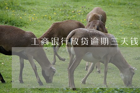 工商银行放贷逾期三天钱怎么还