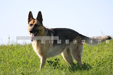 工商银行最低还款不会逾期吧 工商银行最低还款不会逾期吧