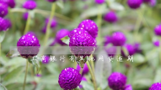 工商银行有其他网贷逾期 工商银行有其他网贷逾期