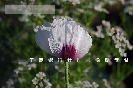 工商银行牡丹卡逾期宽限日 工商银行牡丹卡逾期宽限日