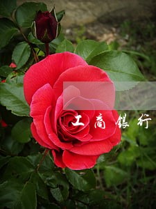 工商银行经营贷逾期 工商银行经营贷逾期